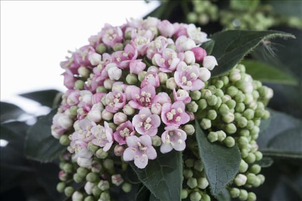 Viburnum tinus