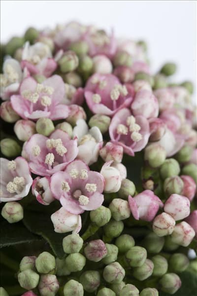 Viburnum tinus