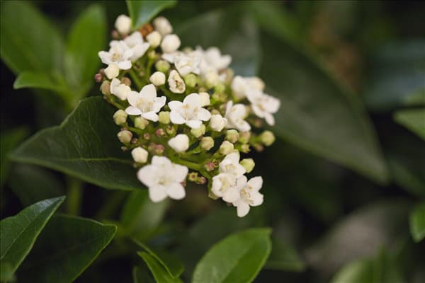 Viburnum tinus