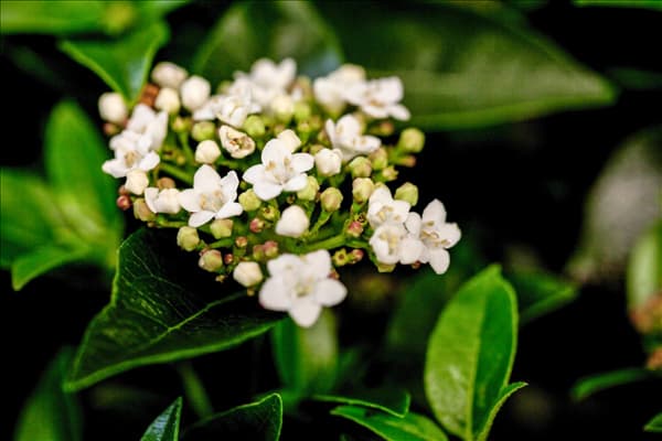 Viburnum tinus
