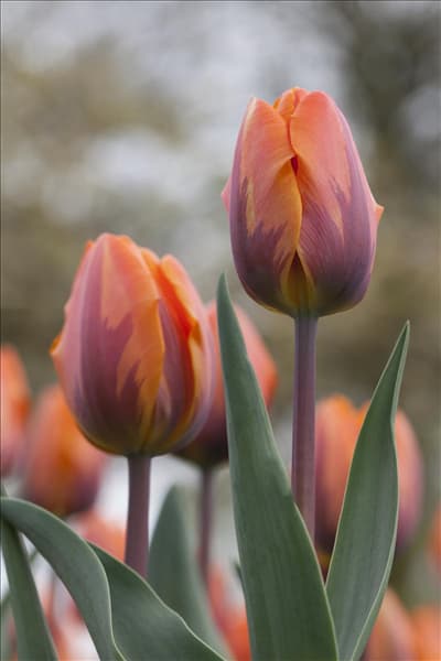 Tulipa 'Prinses Irene'