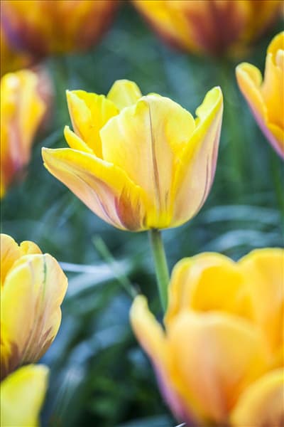 Tulipa 'Prinses Irene'