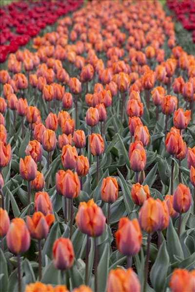 Tulipa 'Prinses Irene'