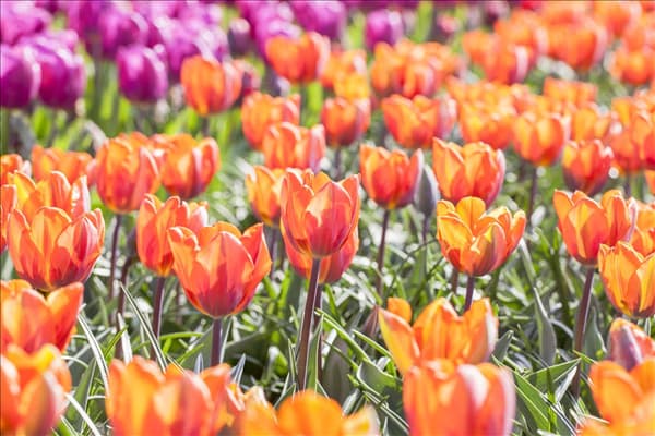 Tulipa 'Prinses Irene'