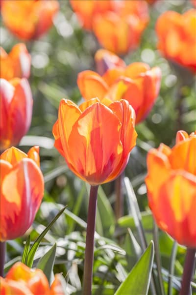 Tulipa 'Prinses Irene'