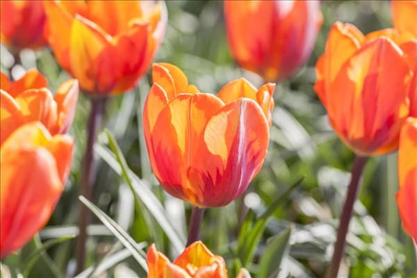 Tulipa 'Prinses Irene'