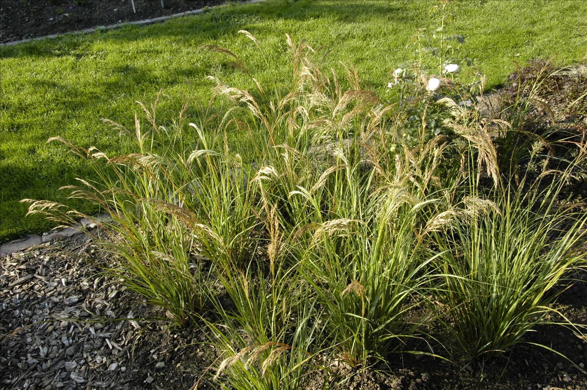 Stipa calamagrostis 'Algäu'
