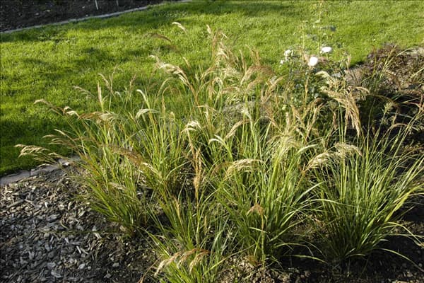 Stipa calamagrostis 'Algäu'