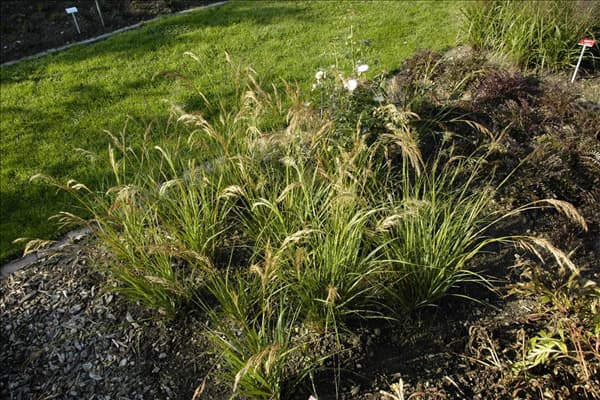 Stipa calamagrostis 'Algäu'