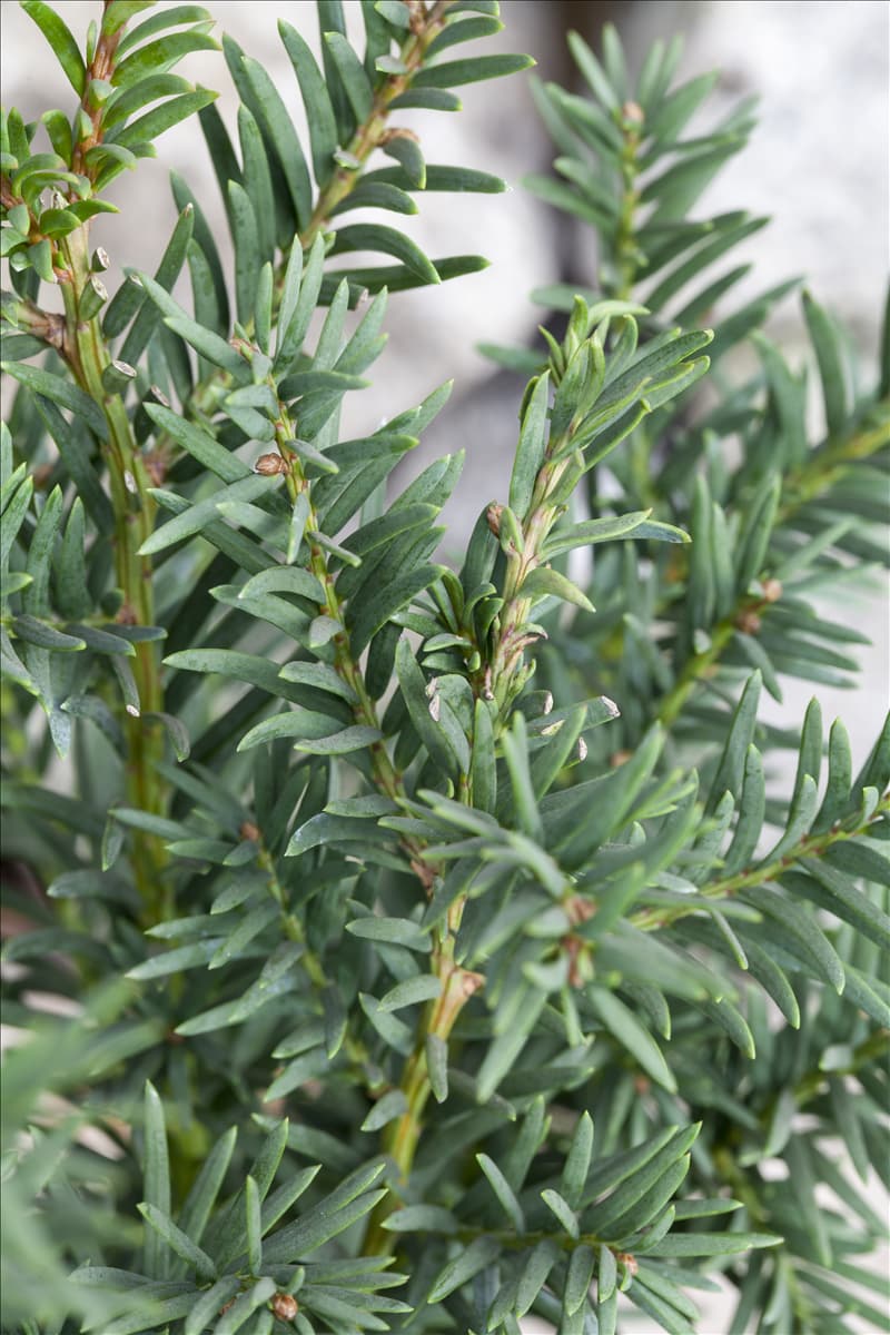 Taxus baccata