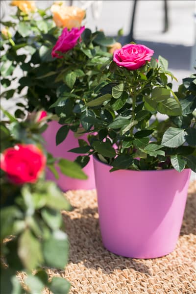 Topfrose, rosa
