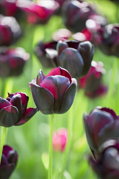 Tulipa 'Queen of Night'