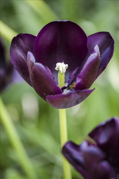 Tulipa 'Queen of Night'