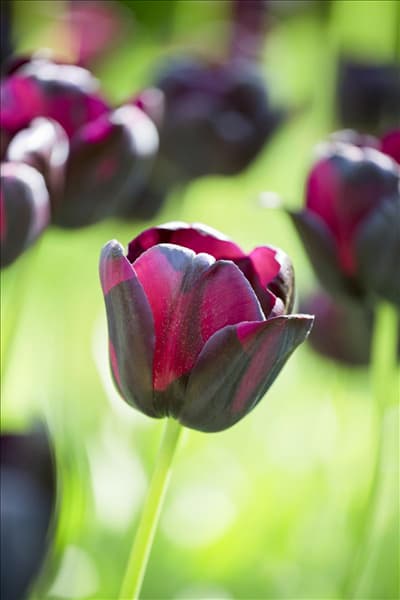 Tulipa 'Queen of Night'