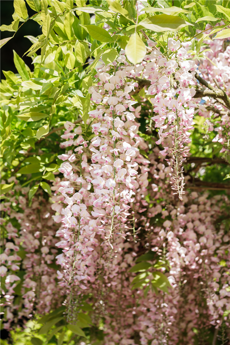 Wisteria floribunda 'Honbeni'