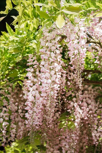 Wisteria floribunda 'Honbeni'