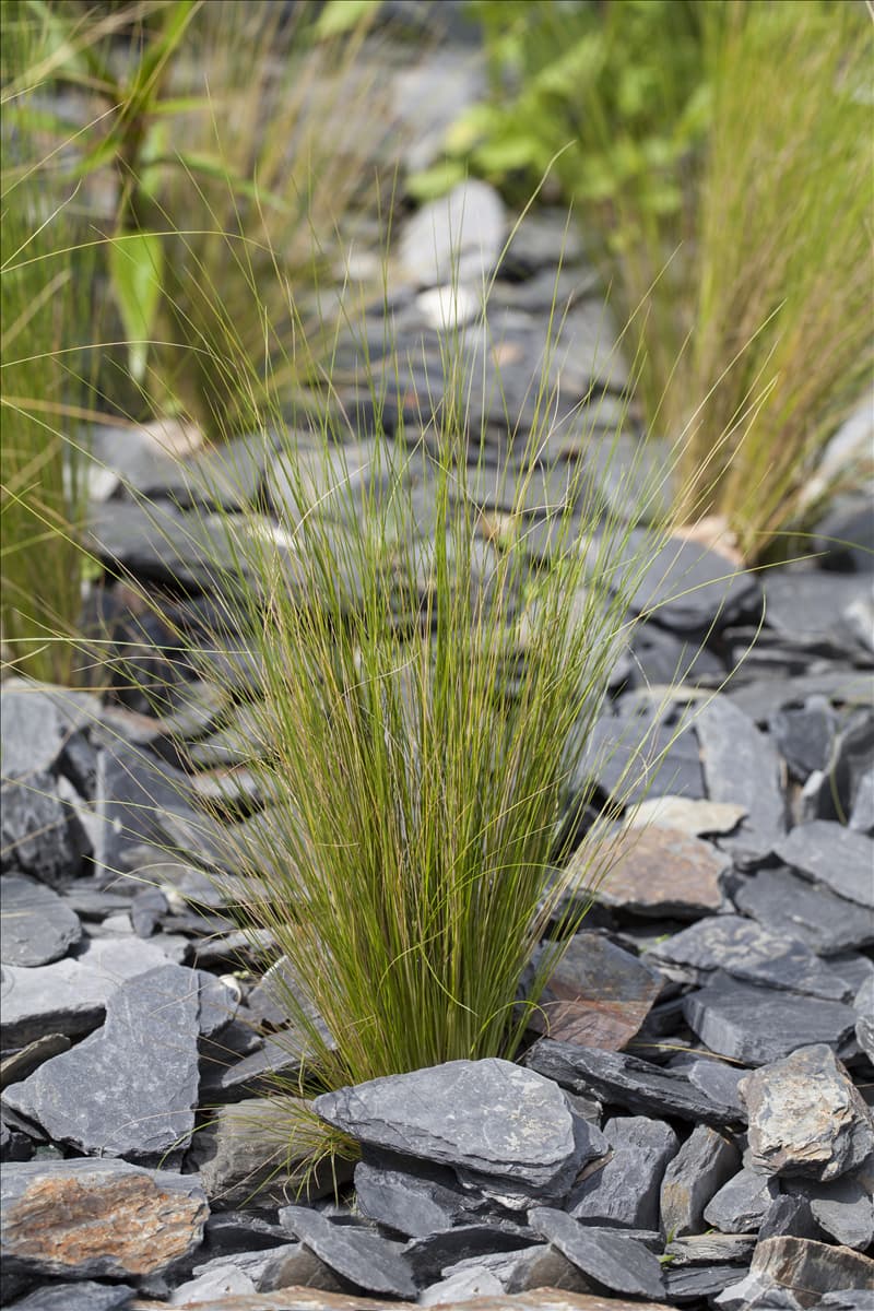 Stipa tenuissima