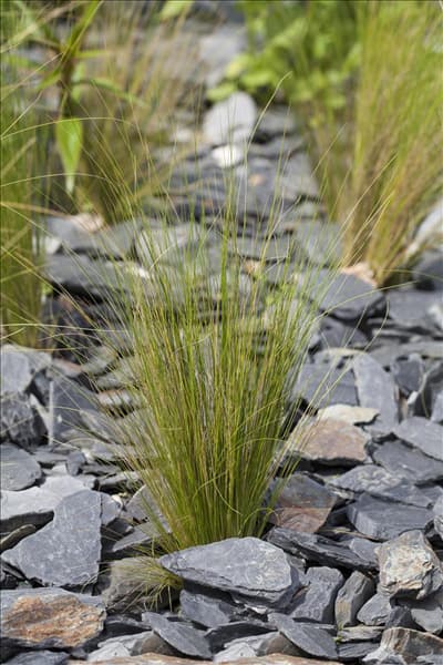 Stipa tenuissima