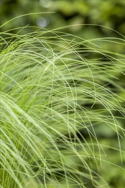 Stipa tenuissima