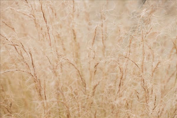 Stipa tenuissima