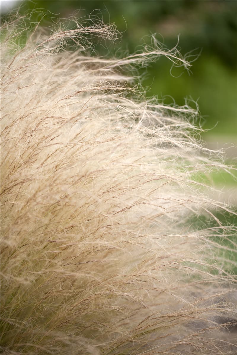 Stipa tenuissima