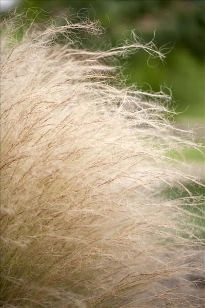 Stipa tenuissima 'Ponytails'