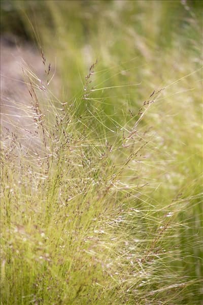 Stipa tenuissima