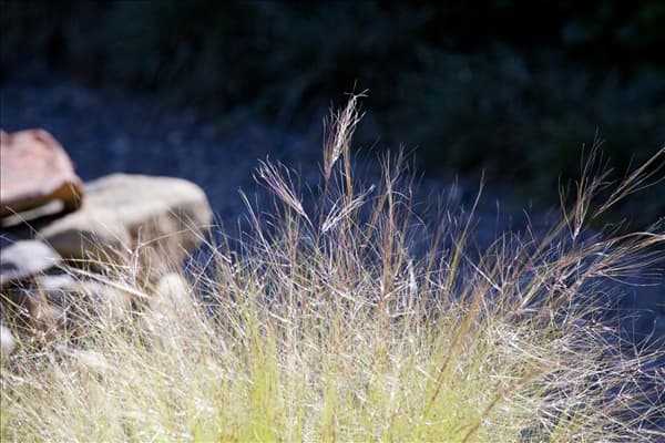 Stipa tenuissima