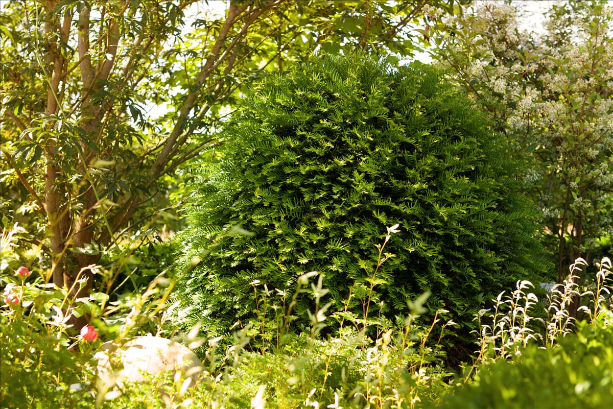 Taxus baccata 'Hessei'