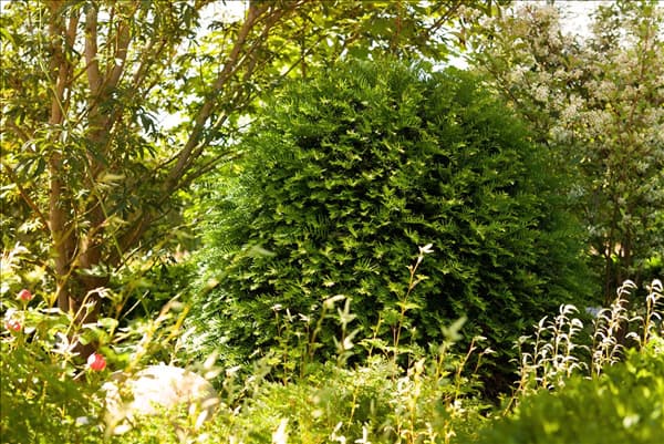 Taxus baccata 'Hessei'