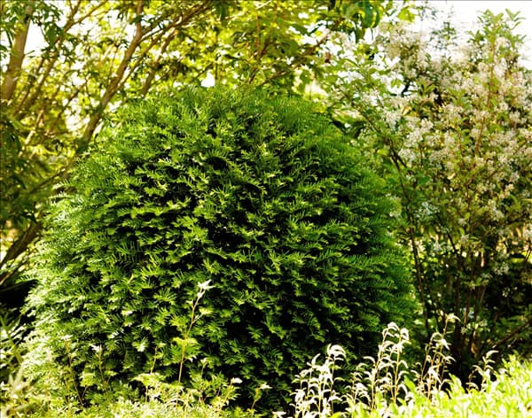 Taxus baccata 'Hessei'