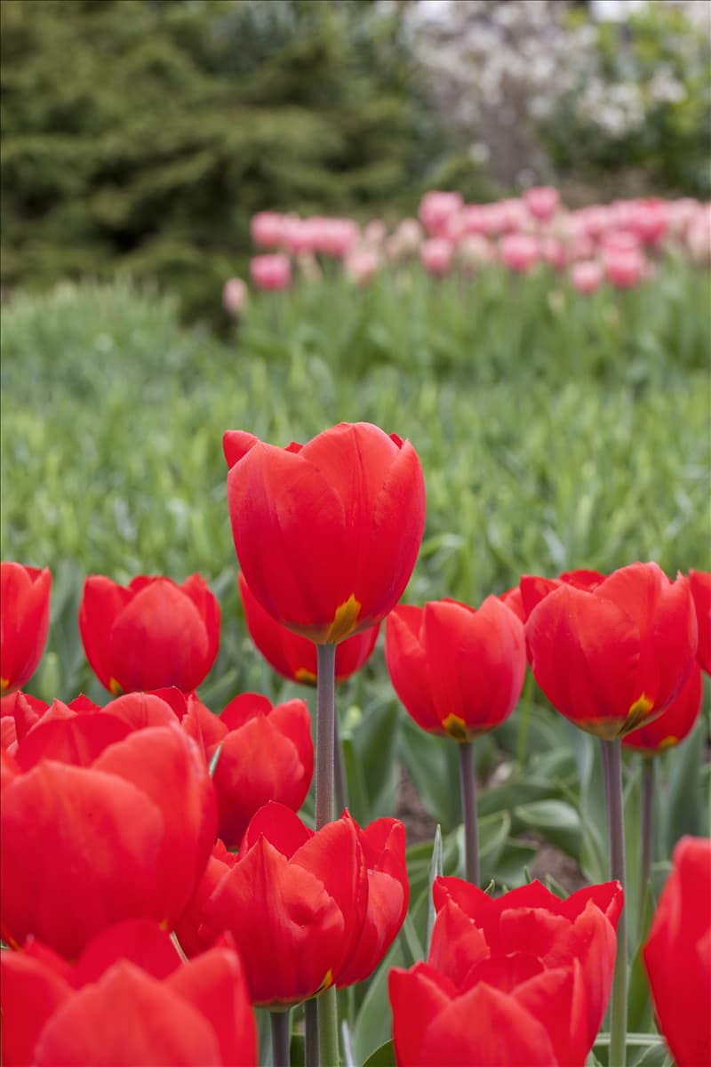 Tulipa 'Red Flair'