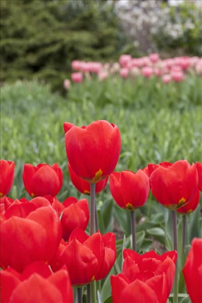 Tulipa 'Red Flair'