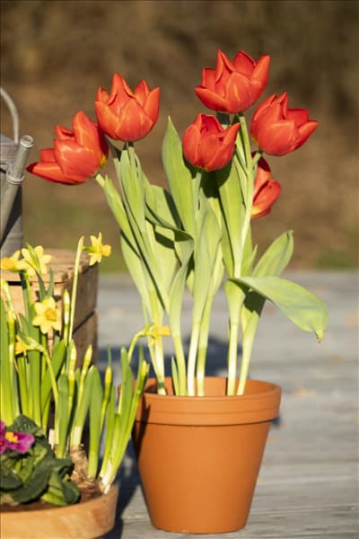 Tulipa 'Red Flair'