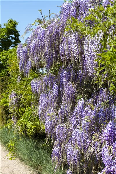 Wisteria floribunda 'Macrobotrys'