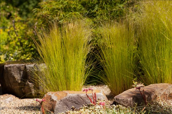 Stipa tenuissima 'Ponytails'