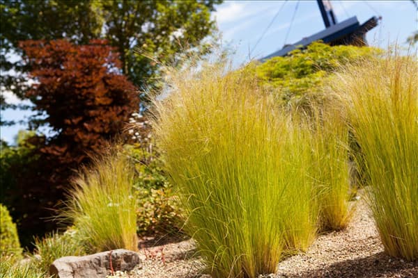 Stipa tenuissima 'Ponytails'