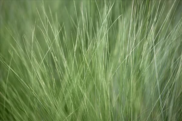 Stipa tenuissima 'Ponytails'