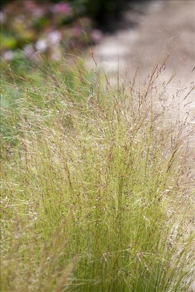 Stipa tenuissima