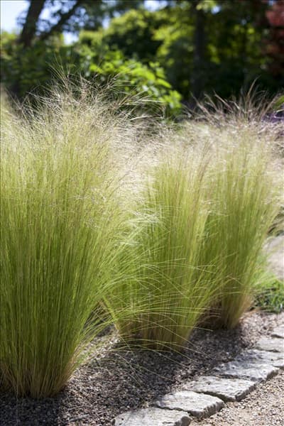 Stipa tenuissima 'Ponytails'