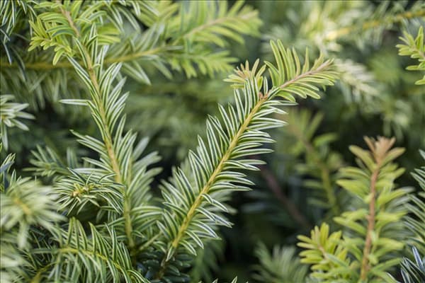 Taxus baccata 'Ivory Tower'