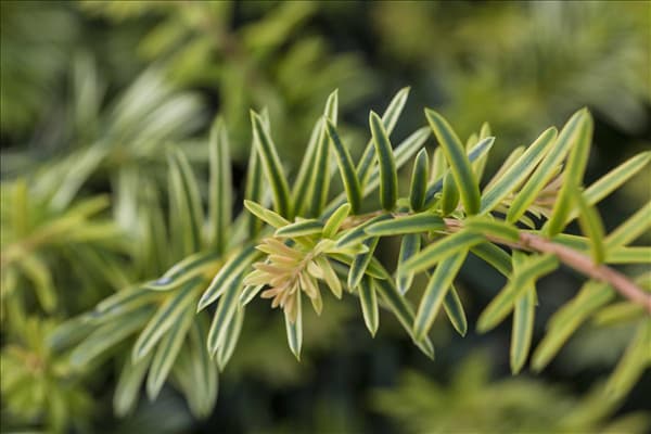 Taxus baccata 'Ivory Tower'