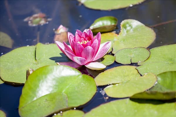 Nymphaea