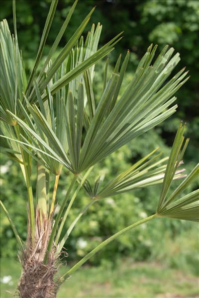 Trachycarpus fortunei