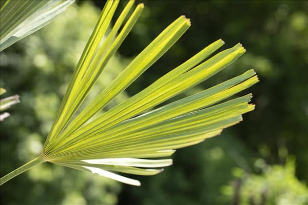 Trachycarpus fortunei