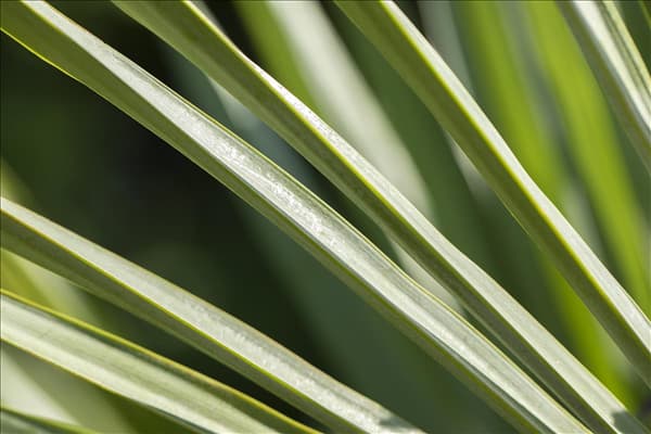 Trachycarpus fortunei