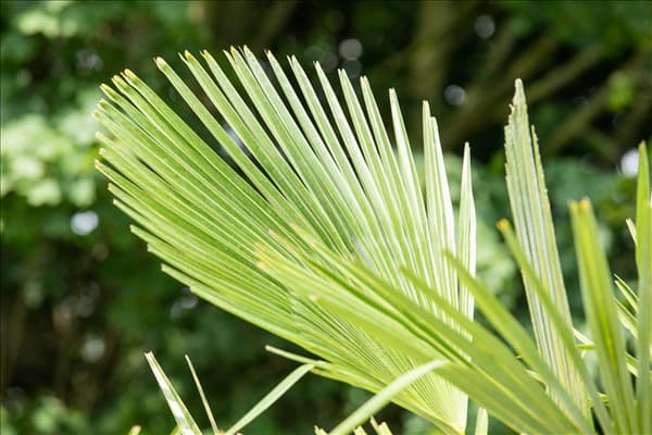 Trachycarpus fortunei