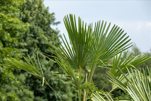 Trachycarpus fortunei
