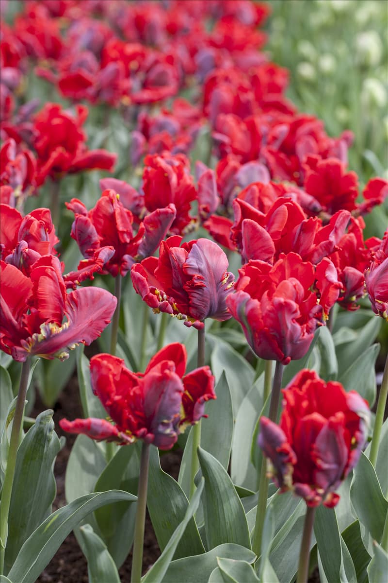 Tulipa 'Rococo'