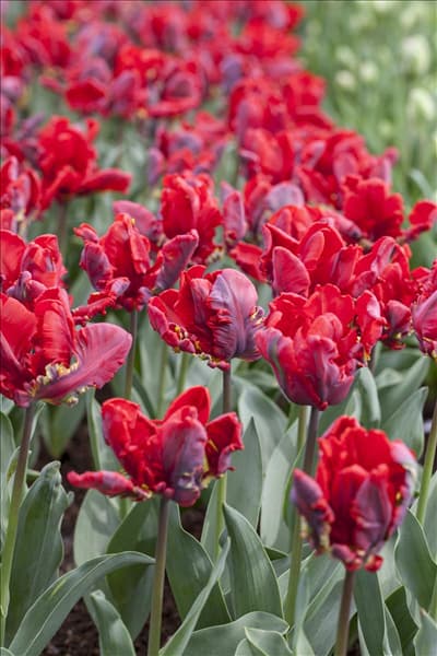 Tulipa 'Rococo'